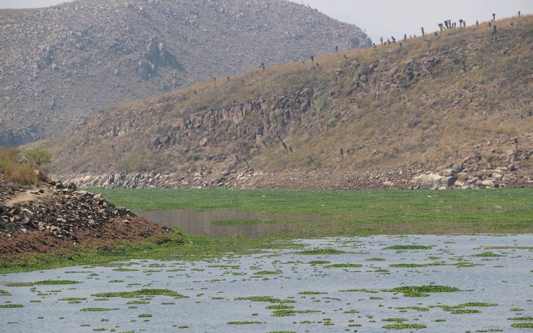 Acepta Interapas retirar lirio de presa San José - El Sol de San Luis |  Noticias Locales, Policiacas, sobre México, San Luis Potosí y el Mundo