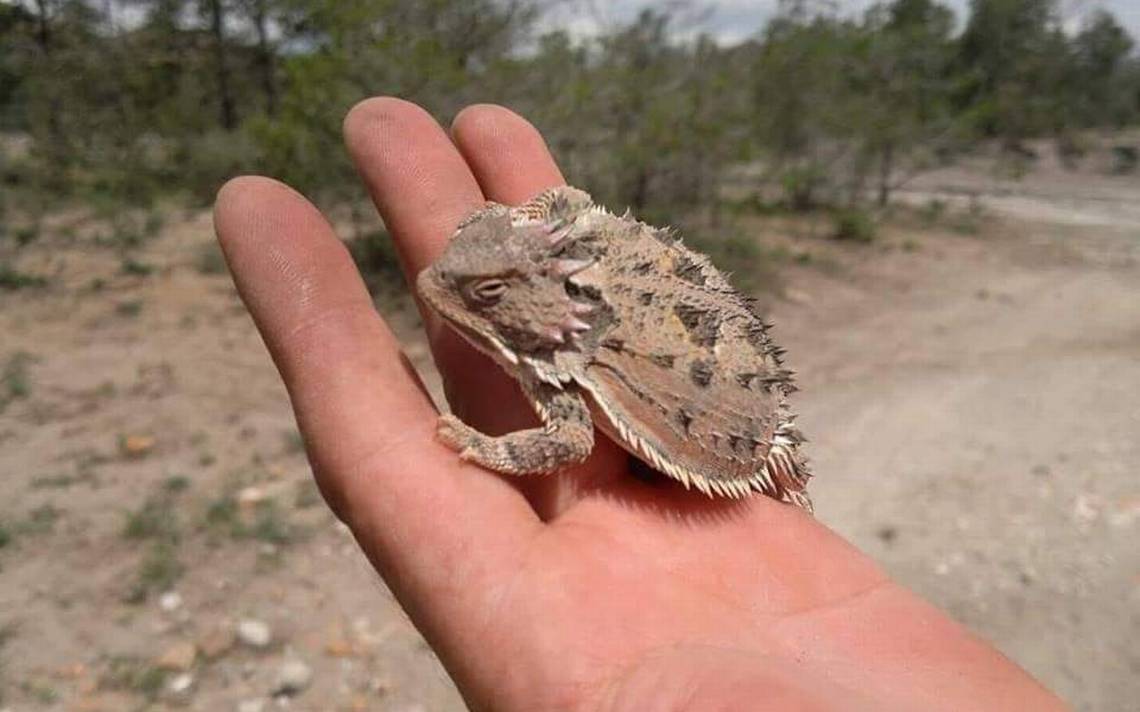 En extinción animales de la Sierra San Miguelito en SLP, el lagarto cornudo  entre las especies afectadas - El Sol de San Luis | Noticias Locales,  Policiacas, sobre México, San Luis Potosí