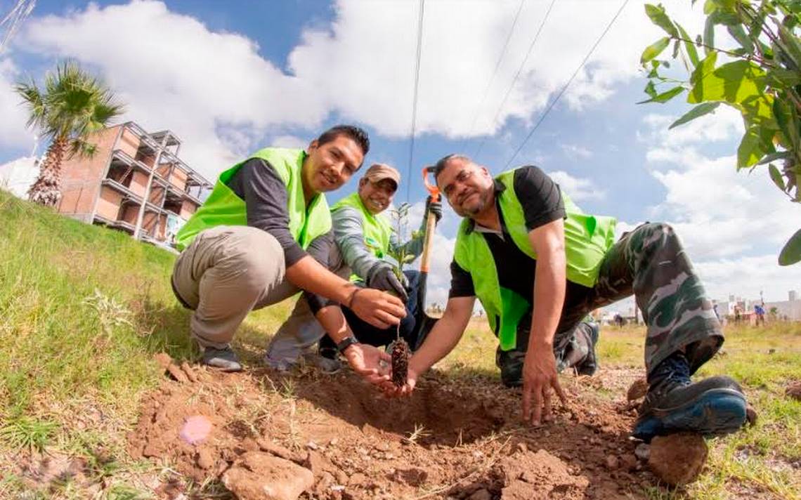 Realizan campaña de donación de árboles en bocas - El Sol de San Luis |  Noticias Locales, Policiacas, sobre México, San Luis Potosí y el Mundo
