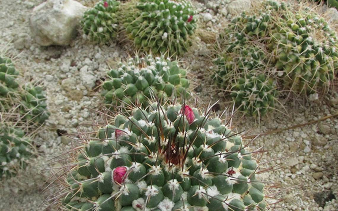 El cactus más grande del mundo está en Tamaulipas - El Sol de Tampico