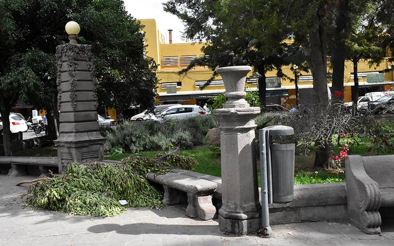 Poda de árboles sí, la tala, no - El Sol de San Luis | Noticias Locales,  Policiacas, sobre México, San Luis Potosí y el Mundo