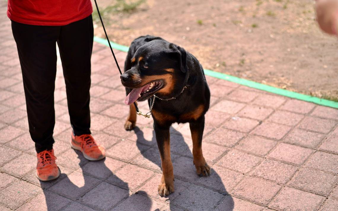 Venta de cachorros y perros de raza Viejo Pastor Ingles en Chiapas