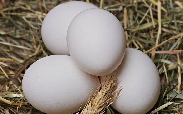 Huevos frescos de gallinas de payés, que viven en libertad. 