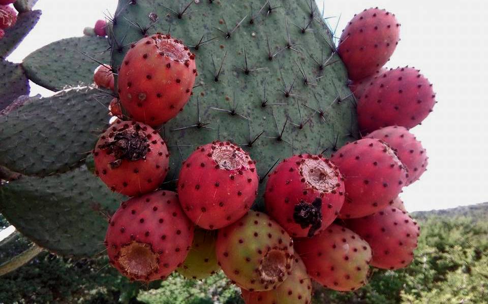 Colonche, bebida prehispánica que apenas sobrevive - El Sol de San Luis |  Noticias Locales, Policiacas, sobre México, San Luis Potosí y el Mundo