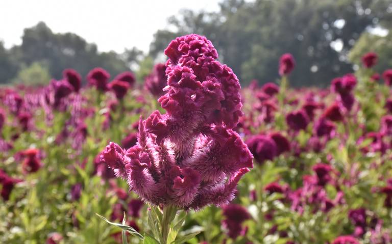 Galería] Esperan mejore la venta de flores en Soledad - El Sol de San Luis  | Noticias Locales, Policiacas, sobre México, San Luis Potosí y el Mundo