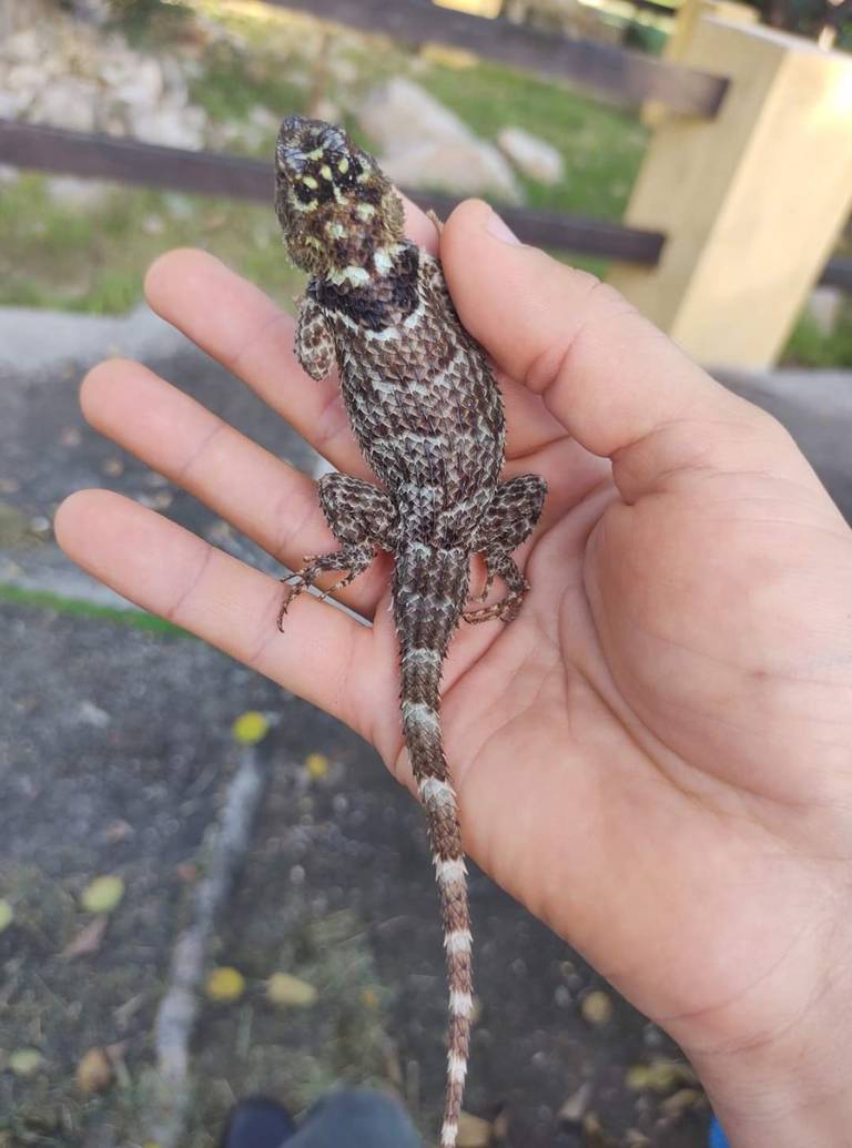 En extinción animales de la Sierra San Miguelito en SLP, el lagarto cornudo  entre las especies afectadas - El Sol de San Luis | Noticias Locales,  Policiacas, sobre México, San Luis Potosí