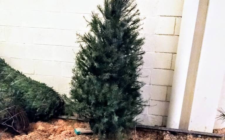 Estos son los árboles de Navidad naturales más especiales para