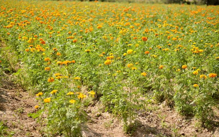 Se disparó el precio de la Flor de Cempasúchil en Matehuala - El Sol de San  Luis | Noticias Locales, Policiacas, sobre México, San Luis Potosí y el  Mundo