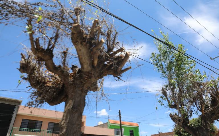 Tala o poda de árboles, solamente con permiso - El Sol de San Luis |  Noticias Locales, Policiacas, sobre México, San Luis Potosí y el Mundo