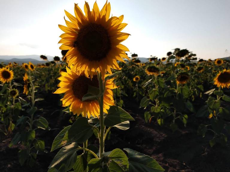 Campos de girasoles en Cerritos, un atractivo turístico de SLP - El Sol de  San Luis | Noticias Locales, Policiacas, sobre México, San Luis Potosí y el  Mundo