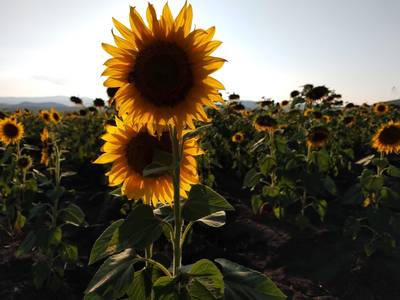 Campos de girasoles en Cerritos, un atractivo turístico de SLP - El Sol de  San Luis | Noticias Locales, Policiacas, sobre México, San Luis Potosí y el  Mundo