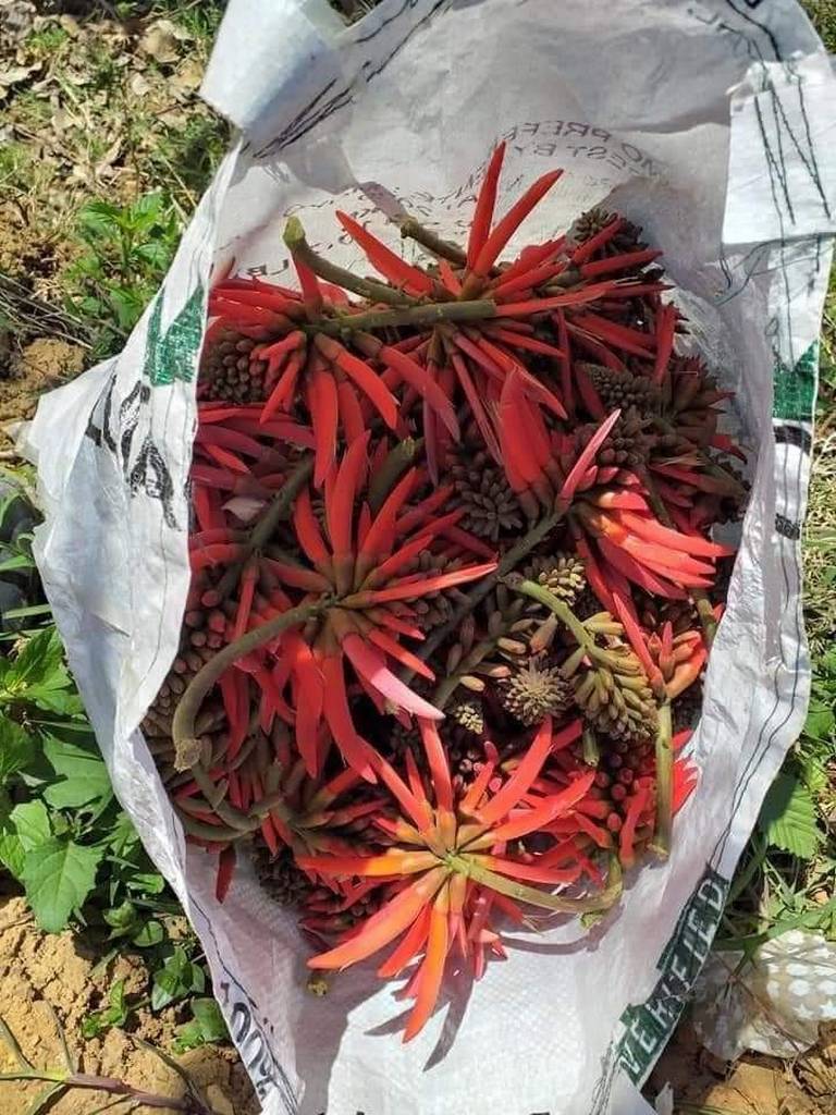 Pemuches, una flor increíble de aztecas - El Sol de San Luis | Noticias  Locales, Policiacas, sobre México, San Luis Potosí y el Mundo