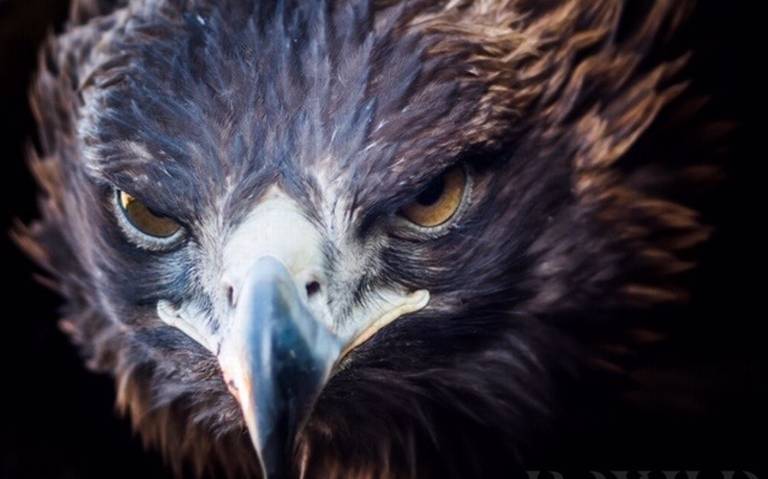 SEDARH refuerza acciones de protección del águila real - El Sol de San Luis  | Noticias Locales, Policiacas, sobre México, San Luis Potosí y el Mundo