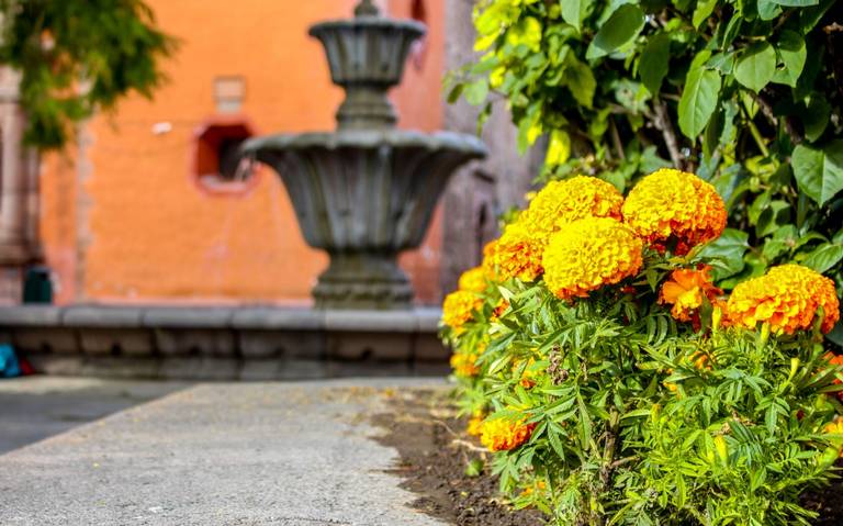 Se disparó el precio de la Flor de Cempasúchil en Matehuala - El Sol de San  Luis | Noticias Locales, Policiacas, sobre México, San Luis Potosí y el  Mundo