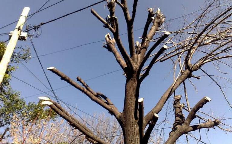 Realizan poda de árboles, por vientos - El Sol de San Luis | Noticias  Locales, Policiacas, sobre México, San Luis Potosí y el Mundo