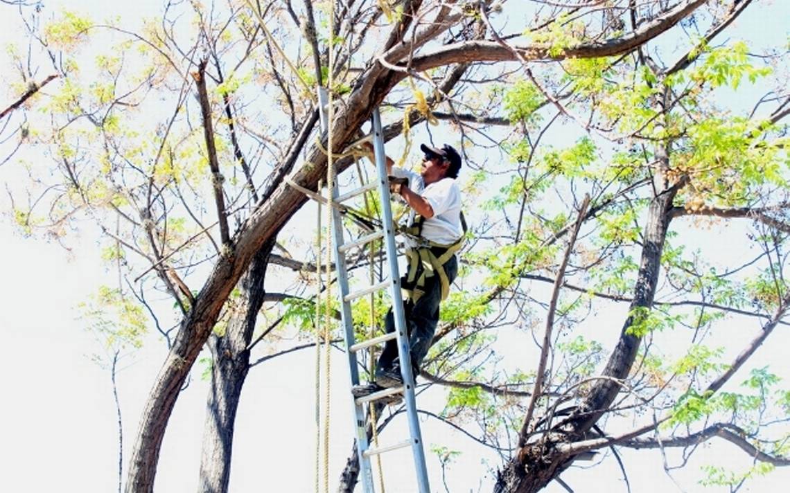 En medio de controvertidas opiniones realizan poda de árboles - El Sol de  San Luis | Noticias Locales, Policiacas, sobre México, San Luis Potosí y el  Mundo