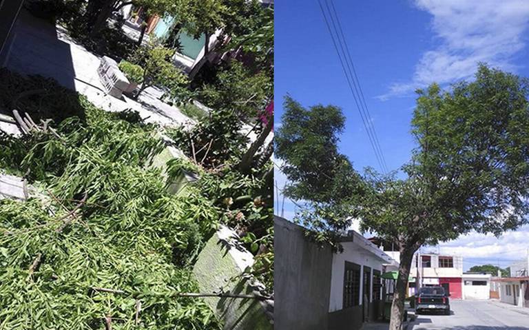 CFE enfurece a ciudadanos por poda de árboles - El Sol de San Luis |  Noticias Locales, Policiacas, sobre México, San Luis Potosí y el Mundo